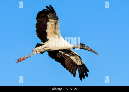 Survol de la cigogne en bois Banque D'Images