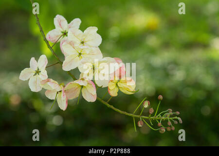Pommeau de douche fleur sur fond naturel avec bokeh Banque D'Images