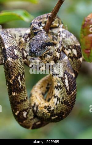 Madagascar, à l'Est, Boa (Sanzinia madagascariensis) Banque D'Images