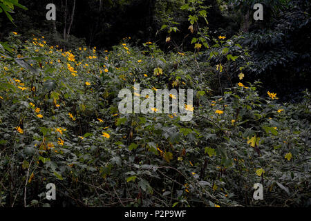 Un patch de Tithonia diversifolia, Tournesol jaune, arbre, dans la nature, dans les Petropolis, Rio de Janeiro, Brésil. Cette Asteraceae fleurs en mai. Banque D'Images