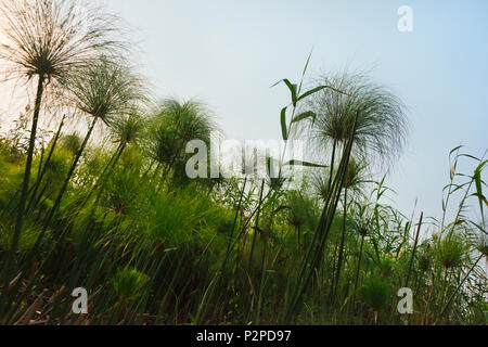 Cyperus papyrus plante, Okavango Delta, Botswana, District du Nord-Ouest Banque D'Images