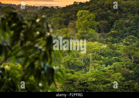 France, Guyane, Kourou, Camp Canopee, White-throated Toucan (Ramphastos tucanus) dans canopy au coucher du soleil Banque D'Images