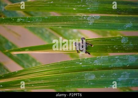 France, Guyane, Kourou, Camp Canopee, Matoutou (mygale Avicularia) sur une feuille d'un palmier Banque D'Images