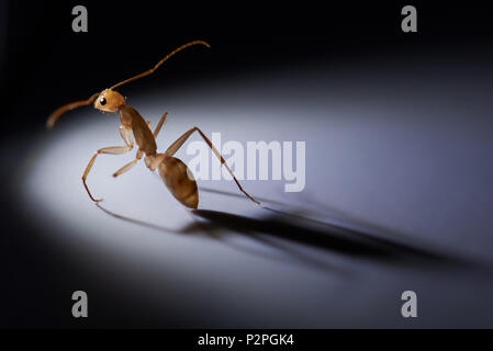 Thème vie solitaire. Ant L'un s'asseoir et regarder en arrière sur fond gris, Close up Banque D'Images