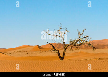 Arbre mort avec 45 des dunes de sable dans le sud du désert du Namib, Sossusvlei, Namib-Naukluft National Park, région Hardap, Namibie Banque D'Images