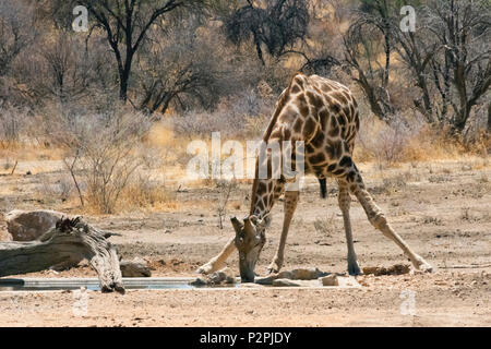 Girafe Okonjima Réserve Naturelle, Otjozondjupa, Région Namibie Banque D'Images