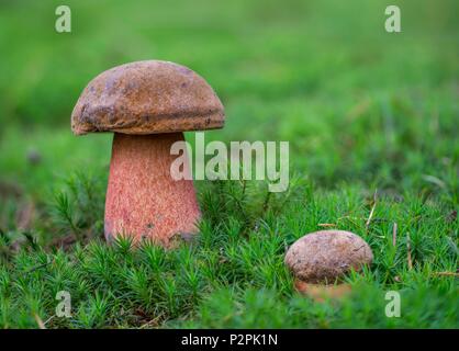 France, Normandie, Neoboletus luridiformis, Boletus luridiformis, Boletus erythropus Banque D'Images