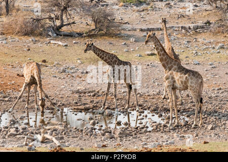 Girafe Etosha National Park, Namibie, région Oshikoto Banque D'Images