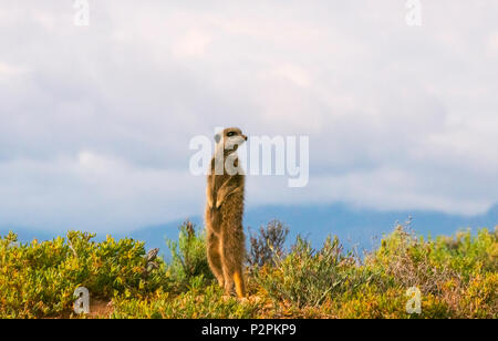 Meerkat, Province de Western Cape, Afrique du Sud Banque D'Images