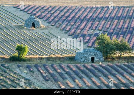 France, Drôme, drome provencale, bories dans les champs de lavande près de Ferrassieres Banque D'Images