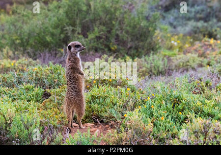 Meerkat, Province de Western Cape, Afrique du Sud Banque D'Images