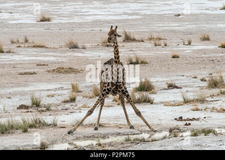 Girafe l'eau potable à un étang, Etosha National Park, Namibie, région Oshikoto Banque D'Images