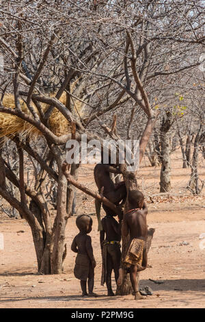 Escalade enfants Himba un arbre avec weaver nichent dans le village, le Damaraland, Namibie, région Kuene Banque D'Images