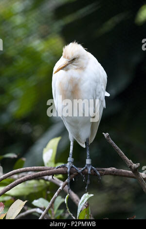 Le Héron garde-boeufs (Bubulcus ibis) est une espèce de la famille des Ardeidae (hérons) trouvés dans les régions tropicales, subtropicales et tempérées chaudes Banque D'Images