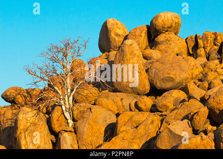 La colline de granit avec arbre Mopani, Damaraland, Namibie, région Kuene Banque D'Images