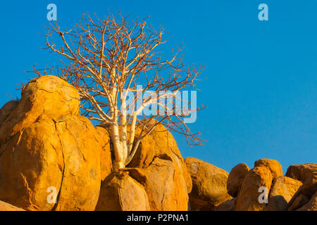 La colline de granit avec arbre Mopani, Damaraland, Namibie, région Kuene Banque D'Images