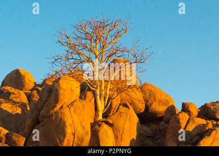 La colline de granit avec arbre Mopani, Damaraland, Namibie, région Kuene Banque D'Images