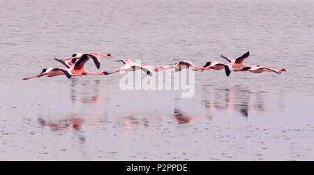 Les flamants, Walvis Bay, région d'Erongo, Namibie Banque D'Images