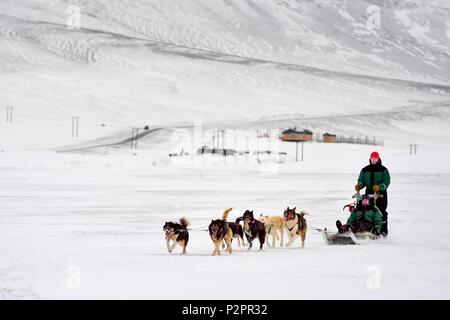 La Norvège, Svalbard, Spitzberg, chiens de traîneau à l'Adventdalen vallée près de Longyearbyen Banque D'Images