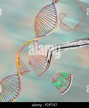 CRISPR gene edition, illustration d'ordinateur conceptuel. Les CRISPR-CAS9 protéine est utilisée pour couper un ADN (acide désoxyribonucléique), molécule à un site spécifique. La molécule d'ADN peut alors être modifiée. Banque D'Images