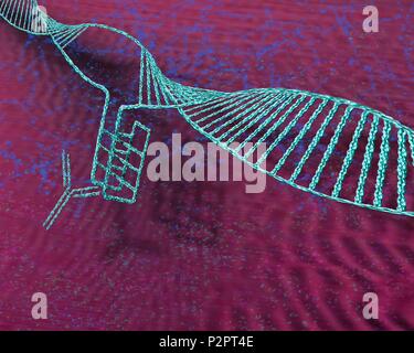 I-motif structure de l'ADN (à gauche), l'illustration de l'ordinateur. Le motif intercalé (i-motif) est une structure de quatre noeuds brin d'ADN (acide désoxyribonucléique) qui se forme dans les régions riches en cytosine d'une molécule d'ADN. La cytosine est l'une des quatre bases nucléotidiques de l'ADN. Lorsque la formation d'une double hélice, la cytosine avec la guanine seulement d'obligations. Cependant, dans i-structures motif deux bases cytosine bond à l'autre. Ces structures ont d'abord été observées dans les cellules humaines en 2018, lorsqu'un anticorps (molécule en forme de y) a été constaté que les reconnaît. i-structures motif on pense qu'ils ont un rôle de régulation dans le génome. Banque D'Images