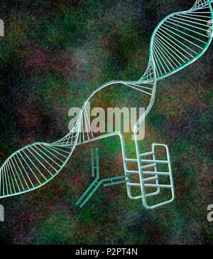 I-motif structure de l'ADN (en bas à droite), l'illustration de l'ordinateur. Le motif intercalé (i-motif) est une structure de quatre noeuds brin d'ADN (acide désoxyribonucléique) qui se forme dans les régions riches en cytosine d'une molécule d'ADN. La cytosine est l'une des quatre bases nucléotidiques de l'ADN. Lorsque la formation d'une double hélice, la cytosine avec la guanine seulement d'obligations. Cependant, dans i-structures motif deux bases cytosine bond à l'autre. Ces structures ont d'abord été observées dans les cellules humaines en 2018, lorsqu'un anticorps (molécule en forme de y) a été constaté que les reconnaît. i-structures motif on pense qu'ils ont un rôle de régulation dans le génome. Banque D'Images