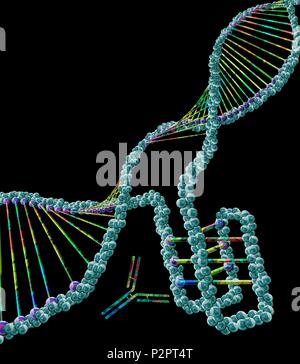 I-motif structure de l'ADN (en bas à droite), l'illustration de l'ordinateur. Le motif intercalé (i-motif) est une structure de quatre noeuds brin d'ADN (acide désoxyribonucléique) qui se forme dans les régions riches en cytosine d'une molécule d'ADN. La cytosine est l'une des quatre bases nucléotidiques de l'ADN. Lorsque la formation d'une double hélice, la cytosine avec la guanine seulement d'obligations. Cependant, dans i-structures motif deux bases cytosine bond à l'autre. Ces structures ont d'abord été observées dans les cellules humaines en 2018, lorsqu'un anticorps (molécule en forme de y) a été constaté que les reconnaît. i-structures motif on pense qu'ils ont un rôle de régulation dans le génome. Banque D'Images