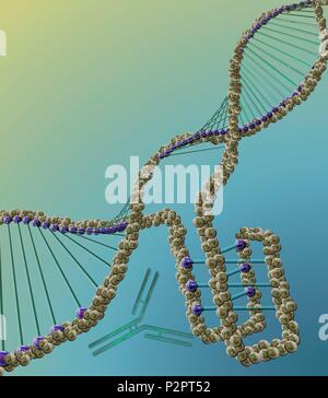 I-motif structure de l'ADN (en bas à droite), l'illustration de l'ordinateur. Le motif intercalé (i-motif) est une structure de quatre noeuds brin d'ADN (acide désoxyribonucléique) qui se forme dans les régions riches en cytosine d'une molécule d'ADN. La cytosine est l'une des quatre bases nucléotidiques de l'ADN. Lorsque la formation d'une double hélice, la cytosine avec la guanine seulement d'obligations. Cependant, dans i-structures motif deux bases cytosine bond à l'autre. Ces structures ont d'abord été observées dans les cellules humaines en 2018, lorsqu'un anticorps (molécule en forme de y) a été constaté que les reconnaît. i-structures motif on pense qu'ils ont un rôle de régulation dans le génome. Banque D'Images