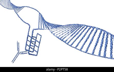 I-motif structure de l'ADN (en bas à gauche), l'illustration de l'ordinateur. Le motif intercalé (i-motif) est une structure de quatre noeuds brin d'ADN (acide désoxyribonucléique) qui se forme dans les régions riches en cytosine d'une molécule d'ADN. La cytosine est l'une des quatre bases nucléotidiques de l'ADN. Lorsque la formation d'une double hélice, la cytosine avec la guanine seulement d'obligations. Cependant, dans i-structures motif deux bases cytosine bond à l'autre. Ces structures ont d'abord été observées dans les cellules humaines en 2018, lorsqu'un anticorps (molécule en forme de y) a été constaté que les reconnaît. i-structures motif on pense qu'ils ont un rôle de régulation dans le génome. Banque D'Images