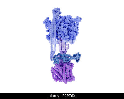 Complexe de l'enzyme ATP synthase. Illustration du complexe enzymatique qui entraîne la synthèse de la molécule de transport de l'énergie de l'ATP (adénosine triphosphate). Connu comme ATP synthase, cette enzyme complexe se trouve enchâssée dans la membrane interne mitochondriale (non illustré). La partie inférieure (violet) est un canal par lequel les protons (H +) se déplacent. La partie supérieure (bleu) est l'endroit où a lieu la synthèse de l'ATP. Le complexe protéique tourne que l'ATP est synthétisée et les protons se déplacent à travers les canaux. L'ATP est formé à partir d'une réaction entre l'adénosine diphosphate (ADP) et le phosphate inorganique (Pi). La structure détaillée Banque D'Images