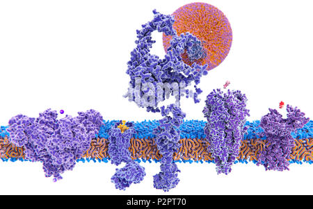 Des protéines transmembranaires. Illustration de cinq protéines transmembranaires avec leurs ligands (de gauche à droite) : un canal de potassium, un récepteur opioïde delta, un taux de LDL (lipoprotéine de basse densité), un récepteur de l'acétylcholine, et un récepteur de l'histamine. Chaque canal ou le récepteur est illustré avec ses ligands associés : un ion potassium (violet) sphère, une molécule d'endorphine , une gouttelette de LDL (particule lipidique sphérique), une molécule d'acétylcholine, une molécule d'histamine et. Elles sont toutes affichées dans la bicouche lipidique de la membrane cellulaire (orange et bleu). Banque D'Images