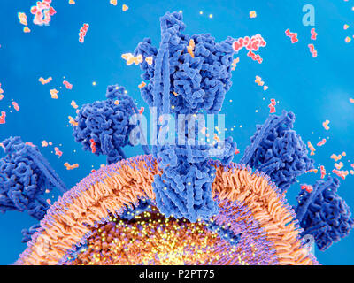 La production d'ATP dans la mitochondrie. Illustration du complexe enzymatique qui entraîne la synthèse de la molécule de transport de l'énergie de l'ATP (adénosine triphosphate, rouge). Connu sous le nom de l'enzyme ATP synthase, complexe (plusieurs illustré) est intégrée dans la membrane interne mitochondriale (orange). La partie inférieure est un canal par lequel les protons (points jaunes) se déplacent. La partie supérieure est l'endroit où a lieu la synthèse de l'ATP. L'ATP est formé à partir d'une réaction entre l'adénosine diphosphate (ADP) et le phosphate inorganique (en orange). Le gradient de proton (points jaunes à l'intérieur et l'extérieur de la mitochondrie) à travers le Banque D'Images