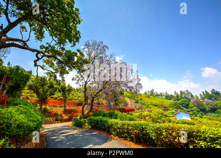 Arbre coloré de fleurs allée entre plantations de thé Coonoor, Tamil Nadu, Inde Banque D'Images