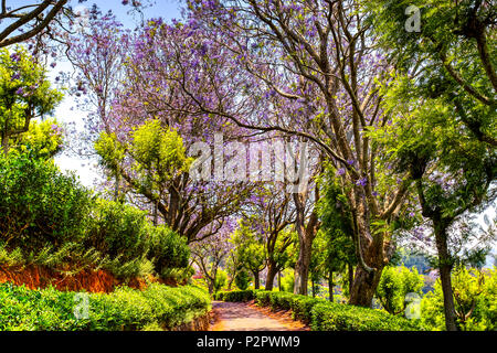 Arbre coloré de fleurs allée entre plantations de thé Coonoor, Tamil Nadu, Inde Banque D'Images