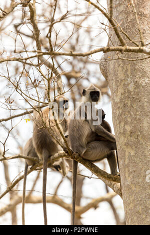 Rangée de gris ou les femelles de langurs Hanuman langurs - Semnopithecus dussumieri - prendre soin de leurs bébés dans leur environnement naturel, forêt de Bandipur N Banque D'Images