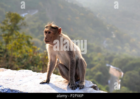 Le macaque de capot sont endémiques dans le sud de l'Inde, l'habitats, y compris des forêts sempervirentes sèches haut et forêt de l'Ouest dans les montagnes Ghat Banque D'Images