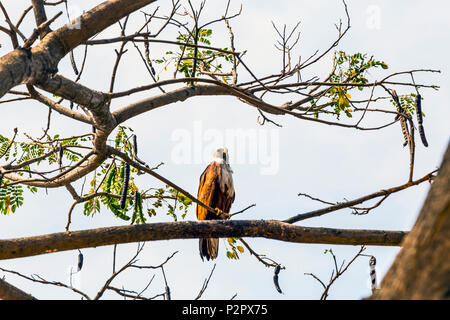 Le Brahminy Kite (Haliastur indus) savent également que la sea-eagle en Australie est une espèce d'oiseau de proie qui, dans l'Hindouisme, c'est envisager Banque D'Images