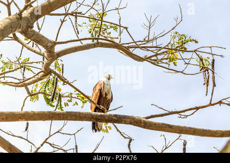 Le Brahminy Kite (Haliastur indus) savent également que la sea-eagle en Australie est une espèce d'oiseau de proie qui, dans l'Hindouisme, c'est envisager Banque D'Images