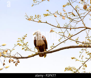 Le Brahminy Kite (Haliastur indus) savent également que la sea-eagle en Australie est une espèce d'oiseau de proie qui, dans l'Hindouisme, c'est envisager Banque D'Images