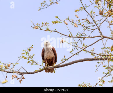 Le Brahminy Kite (Haliastur indus) savent également que la sea-eagle en Australie est une espèce d'oiseau de proie qui, dans l'Hindouisme, c'est envisager Banque D'Images