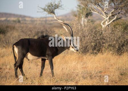 L'Afrique du Sud, Désert du Kalahari, hippotrague (Hippotragus niger), mâle adulte Banque D'Images