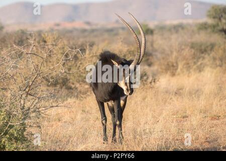 L'Afrique du Sud, Désert du Kalahari, hippotrague (Hippotragus niger), mâle adulte Banque D'Images