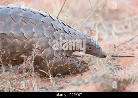 L'Afrique du Sud, Désert du Kalahari, masse ou pangolin pangolin de Temminck ou la cape pangolin (Smutsia temminckii) Banque D'Images