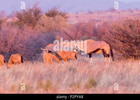 L'Afrique du Sud, Désert du Kalahari, l'oryx gazelle, ou gemsbok (Oryx gazella), adultes et jeunes Banque D'Images