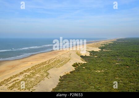 France, Charente Maritime, la Côte Sauvage, la pointe de la Coubre, La Tremblade, , Le forêt de la Coubre à la Côte Sauvage, près du phare de la Coubre Banque D'Images