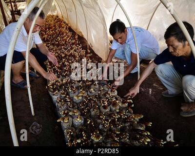 Suva, Fidji. 12 Juin, 2018. Les experts chinois et les travailleurs fidjiens vérifier les champignons à Nadi, Fidji, 12 juin 2018. Juncao, une sorte d'herbe introduite à partir de la Chine, a apporté des bénéfices tangibles aux Fidjiens, que non seulement il participe à l'élaboration d'une culture de champignons à faible coût, mais aussi de l'industrie produit des aliments de bétail et réduit au minimum l'érosion du sol dans la nation insulaire du Pacifique. Credit : Zhang Yongxing/Xinhua/Alamy Live News Banque D'Images