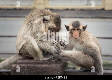 Lopburi, Thaïlande. 6Th Nov 2017. Un singe est de donner un peu de pédicure à son ami. Crédit : Daniel Dohlus/ZUMA/Alamy Fil Live News Banque D'Images