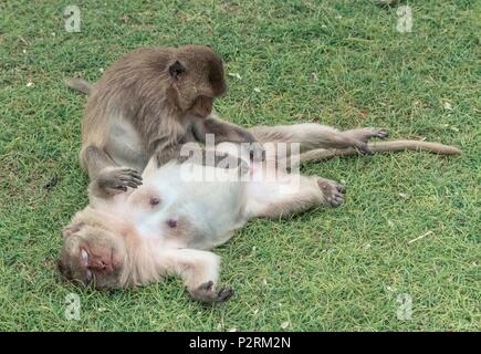 Lopburi, Thaïlande. 6Th Nov 2017. Un singe femelle prend soin de son mari avec un peu de massage. Crédit : Daniel Dohlus/ZUMA/Alamy Fil Live News Banque D'Images