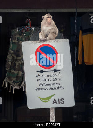 Lopburi, Thaïlande. 6Th Nov 2017. Un Singe assis sur le dessus de la rue d'un signe de la circulation à Lopburi, Thaïlande. Crédit : Daniel Dohlus/ZUMA/Alamy Fil Live News Banque D'Images