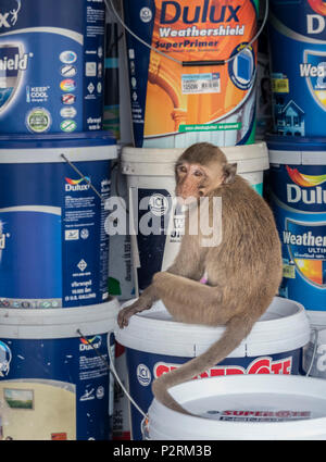 Lopburi, Thaïlande. 6Th Nov 2017. Un singe assis entre les contenants de peinture murale dans la ville de Lopburi. Crédit : Daniel Dohlus/ZUMA/Alamy Fil Live News Banque D'Images